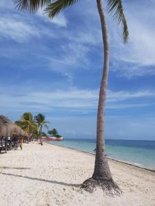 una palmera en una playa de arena con el océano en Playa Blanca - Moro Blue, en Cancún