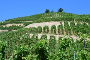 a vineyard on a hill with a blue sky at La Maison de ma Mère - Vue sur le Vignoble Saint-Joseph in Tournon-sur-Rhône