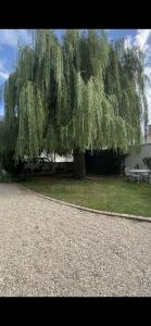 a large tree with a picnic table under it at Gite des Colverts in Lailly-en-Val