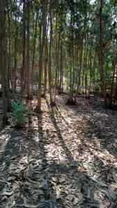 las z drzewami i liśćmi na ziemi w obiekcie Cabaña Don Pepe, en Estancia Don Domingo w mieście Curicó