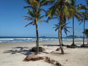 een groep palmbomen op een strand bij PRAIA ENSEADA - WI-FI e AR CONDICIONADO in Guarujá