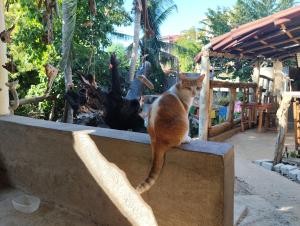 Afbeelding uit fotogalerij van Ivanna hostel mazunte in Mazunte