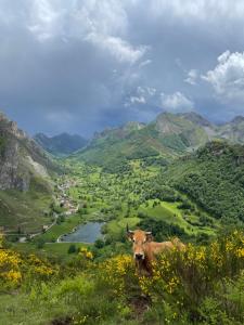 uma vaca parada no topo de uma colina com vista para um vale em Apartamentos Rurales La Casina del Fontan em Valle de Lago