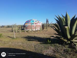a dome in the middle of a field with a cactus at Glamping temax 