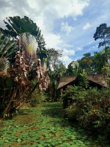 un campo di imbottiture di gigli in una foresta con case di Sentosa Janda Baik a Kampong Sum Sum