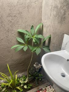 een badkamer met een plant naast een wastafel bij Nusa Penida Pudak Nature Bungalow in Nusa Penida