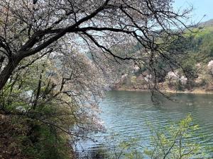 安城市미리내 호숫가 독채펜션的从树枝上看河流