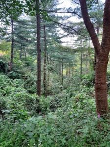 une forêt remplie de nombreux arbres et plantes dans l'établissement Lakeside Mirinae Villa, à Anseong