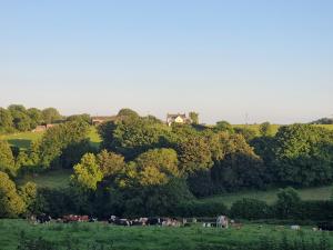 a herd of cattle grazing in a field with trees at The Old Farmhouse in Michaelstow