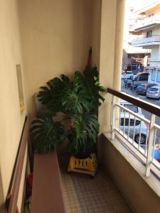 ニースにあるAppartement de 2 chambres avec balcon et wifi a Nice a 1 km de la plageの大きな緑の植物が2本植えられたバルコニー