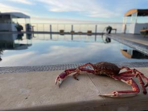 a dead lobster sitting on the edge of a swimming pool at Auberge Oualidia Dream in Oualidia