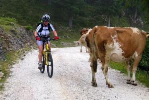 a person riding a bike next to a cow on a dirt road at Apartma Butterfly in Škofja Loka