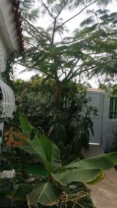 a garden with a tree in a yard at Très BEAU BUNGALOW,JARDIN TROPICAL, RENOVATION ETE 2020 in Playa del Ingles