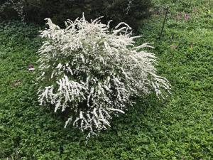 a white plant in a field of grass at Les volets bleus in Sainte-Marie-aux-Mines +2 photos