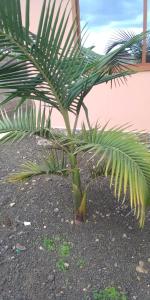a small palm tree sitting in the dirt at ZIMBE HOST Apartment in Arusha