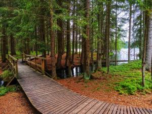 eine Holzbrücke über einen Teich im Wald in der Unterkunft OREA Place Marienbad in Marienbad