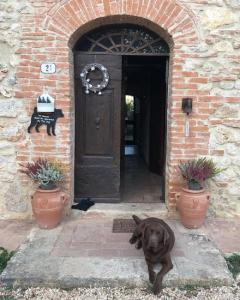 un cane marrone sdraiato davanti a una porta di Agriturismo La Segolina a Colle Val D'Elsa