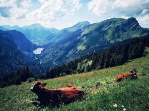Fotografia z galérie ubytovania Chalet de montagne style savoyard, vue sur pistes v destinácii Châtel