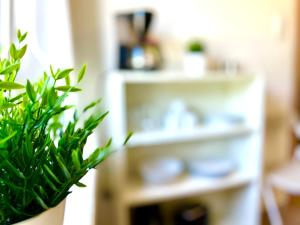 a green plant in a room with a sink at 3 Zimmer, 5 Schlafplätze, zentral Hagen Süd, 4 min zur A45, frei parken in Hagen