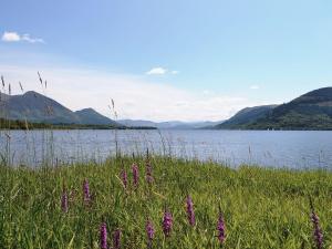 a field of grass with purple flowers in front of a lake at Orchard Cottage in Westward