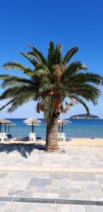 a palm tree on a beach with chairs and umbrellas at Thalassa Apartment in Nea Peramos