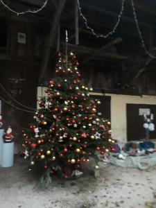 ein Weihnachtsbaum mit Lichtern in einem Zimmer in der Unterkunft Chambres meublées chez Loulou et Caramel in Magstatt-le-Bas