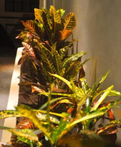 Ginto Residence - City Center في كورون: مجموعة نباتات في مزهرية على طاولة