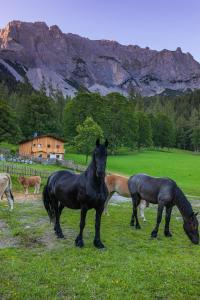 Fotografia z galérie ubytovania Holzerjuwel - Minzlhof Ramsau am Dachstein v Ramsau am Dachstein