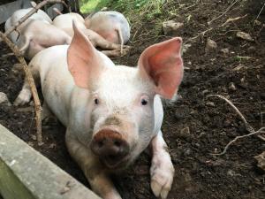 Kép Agriturism Gscnara szállásáról San Martino in Badiában a galériában