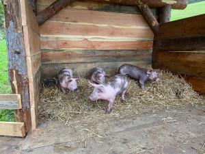 Kép Agriturism Gscnara szállásáról San Martino in Badiában a galériában