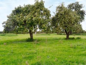 twee bomen in een veld met groen gras bij Ostlers Cottage in Long Bennington