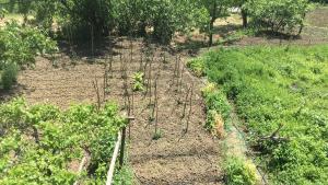 un jardin vide avec des plantes dans un champ dans l'établissement Tarihi Karadeniz Evi, à Ayancık