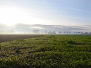 un campo en una mañana nebulosa con árboles a lo lejos en Comfortable holiday home in Schoondijke, en Schoondijke
