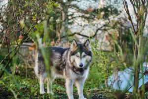 Un chien husky se tient dans les bois dans l'établissement zeitweise[.]haus Denkerhaus und Stadtoase, à Weingarten