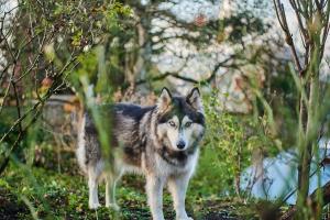 W lesie stoi pies husky. w obiekcie zeitweise[.]haus Denkerhaus und Stadtoase w mieście Weingarten