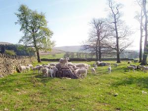 una manada de ovejas pastan en un campo en Bramble Cottage - 27978, en Whalley