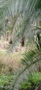 a large green palm tree in a field at Heavenly Royalz Farm Fortportal in Njara