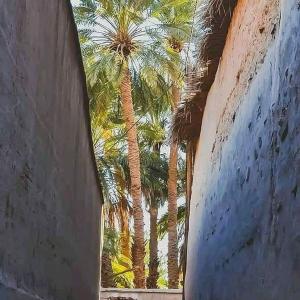 a row of palm trees in a building with a ceiling at Dar Lhor in Tarhjicht
