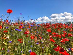 un campo de flores rojas y azules en un campo en FH Nordlicht, en Wustrow