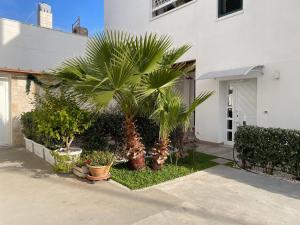 a palm tree in front of a house at Le casette in Monopoli