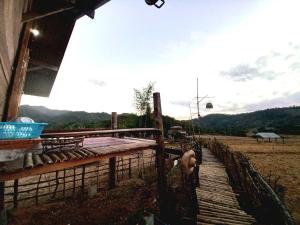 une chèvre debout à côté d'une clôture dans un champ dans l'établissement Chinopuu Hut Homestay Muangkong ชิโนปู ฮัท โฮมสเตย์ เมืองคอง เชียงดาว, à Mueang Khong