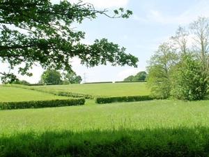 a field of green grass with a tree in the foreground at Dill Hundred Cottage in Warbleton