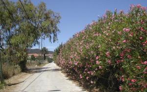 a row of pink flowers on a dirt road at Les lauriers in Hyères