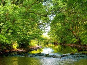een rivier midden in een bos met bomen bij Braemar in Lendalfoot