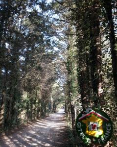 a dirt road with trees on both sides of it at La bayorre in Hyères +2 photos