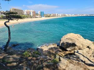 a beach with a tree and a rock in the water w obiekcie Appartement Sant Antoni w Sant Antoni de Calonge