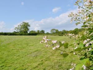 a field of grass with a flowering apple tree at Tiger in Horsted Keynes