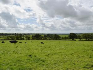 a group of cows grazing in a green field at The Granary - Hw7187 in Henrys Moat