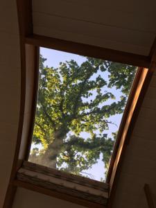 a window in a house looking up at a tree at Skylark Shepherds Hut in Bath