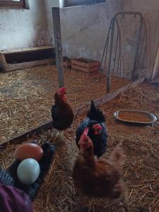 Zvieratá na farme alebo blízkom okolí